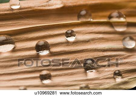 Close-up of water droplets on a leaf View Large Photo Image Stock Image - Close-up of water droplets on a leaf. Fotosearch