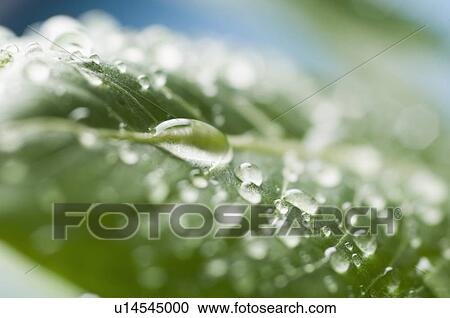 Close-up of water droplets on a leaf View Large Photo Image Stock Image - Close-up of water droplets on a leaf. Fotosearch