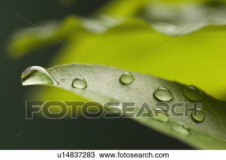 Close-up of water droplets on a leaf View Large Photo Image Stock Image - Close-up of water droplets on a leaf. Fotosearch