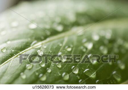 Close-up of water droplets on a leaf View Large Photo Image Stock Image - Close-up of water droplets on a leaf. Fotosearch