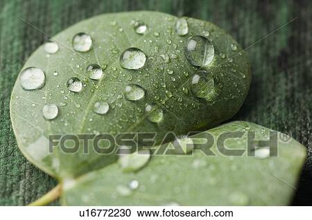 Close-up of water droplets on a leaf View Large Photo Image Stock Image - Close-up of water droplets on a leaf. Fotosearch