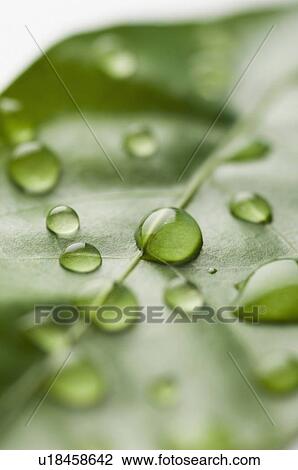 Stock Image - Close-up of water droplets on a leaf. Fotosearch