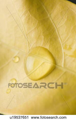 Close-up of water droplets on a leaf View Large Photo Image Stock Image - Close-up of water droplets on a leaf. Fotosearch