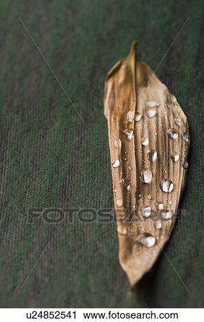 Close-up of water droplets on a leaf View Large Photo Image Stock Image - Close-up of water droplets on a leaf. Fotosearch