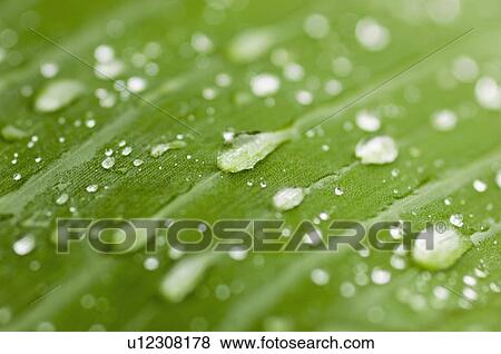 Stock Photo - Close-up of water droplets on a leaf. Fotosearch