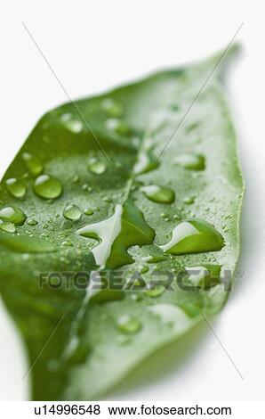 Stock Photo - Close-up of water droplets on a leaf. Fotosearch