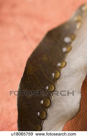 Close-up of water droplets on a leaf View Large Photo Image Stock Photo - Close-up of water droplets on a leaf. Fotosearch