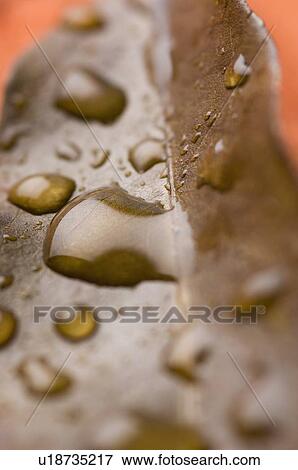 Stock Photo - Close-up of water droplets on a leaf. Fotosearch