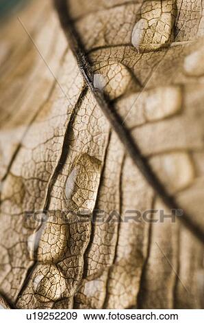 Stock Photo - Close-up of water droplets on a leaf. Fotosearch