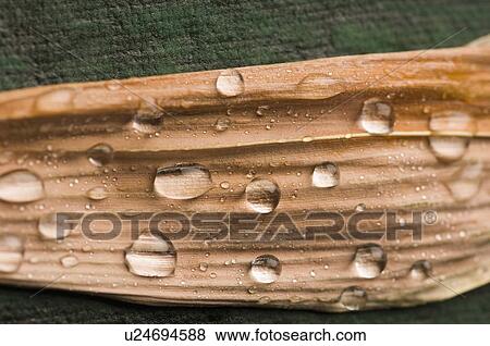 Close-up of water droplets on a leaf View Large Photo Image Stock Photo - Close-up of water droplets on a leaf. Fotosearch