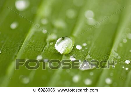 Stock Photograph - Close-up of water droplets on a leaf. Fotosearch