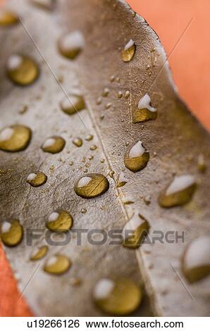 Close-up of water droplets on a leaf View Large Photo Image Stock Photograph - Close-up of water droplets on a leaf. Fotosearch