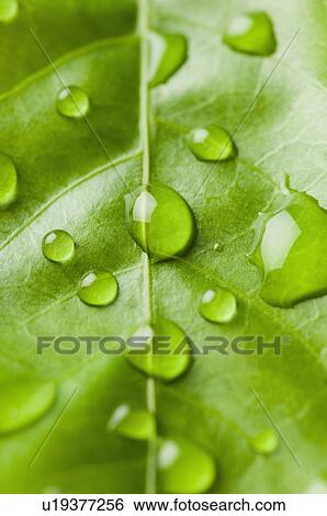 Close-up of water droplets on a leaf View Large Photo Image Stock Photograph - Close-up of water droplets on a leaf. Fotosearch