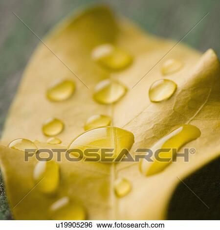 Close-up of water droplets on a leaf View Large Photo Image Stock Photograph - Close-up of water droplets on a leaf. Fotosearch