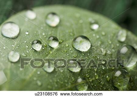 Close-up of water droplets on a leaf View Large Photo Image Stock Photograph - Close-up of water droplets on a leaf. Fotosearch