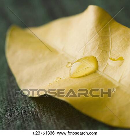 Close-up of water droplets on a leaf View Large Photo Image Stock Photograph - Close-up of water droplets on a leaf. Fotosearch