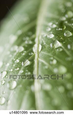Stock Photography - Close-up of water droplets on a leaf. Fotosearch