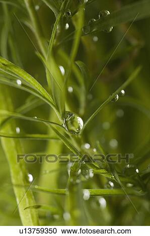 Close-up of water droplets on grass View Large Photo Image Stock Image - Close-up of water droplets on grass. Fotosearch