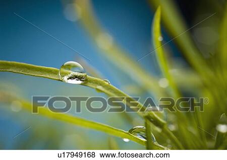 Stock Photo - Close-up of water droplets on grass. Fotosearch