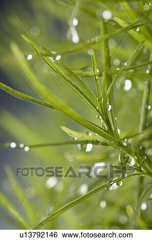 Stock Photograph - Close-up of water droplets on grass. Fotosearch