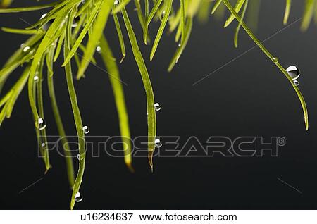 Stock Photo - Close-up of water droplets on leaves. Fotosearch