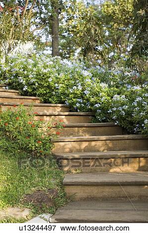 Flowers along steps in a garden View Large Photo Image Stock Photo - Flowers along steps in a garden. Fotosearch