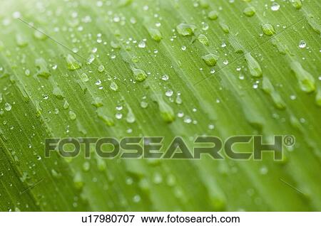 Stock Photo - High angle view of water droplets on a leaf. Fotosearch