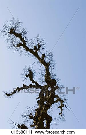 Low angle view of a bare tree View Large Photo Image Stock Image - Low angle view of a bare tree. Fotosearch