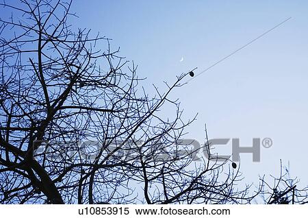 Stock Photography - Low angle view of a bare tree. Fotosearch