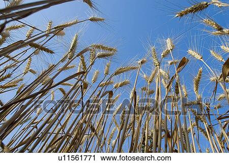 Low angle view of a wheat crop View Large Photo Image Stock Image - Low angle view of a wheat crop. Fotosearch