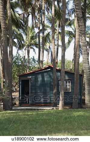 Stock Image - Palm trees around a hut. Fotosearch