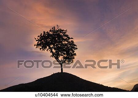 Picture - Silhouette of a tree at dusk. Fotosearch