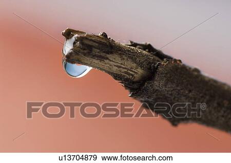 Water droplets on a branch View Large Photo Image Stock Photo - Water droplets on a branch. Fotosearch