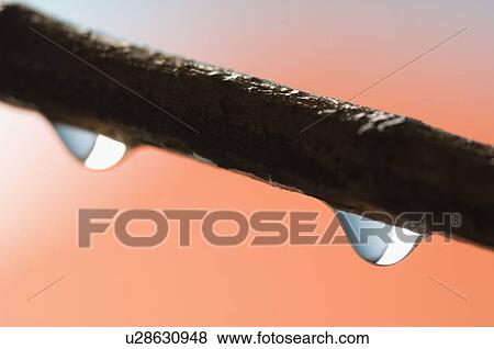 Stock Photo - Water droplets on a branch. Fotosearch