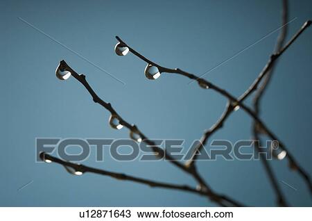 Stock Image - Water droplets on the stems. Fotosearch