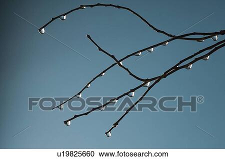 Water droplets on the stems View Large Photo Image Stock Image - Water droplets on the stems. Fotosearch