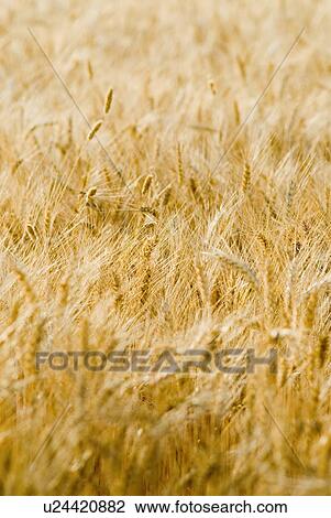 Stock Image - Wheat crop in a field. Fotosearch