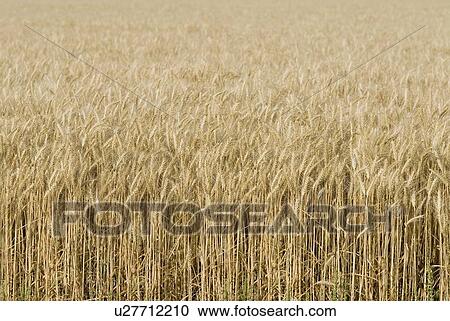 Wheat crop in a field View Large Photo Image Stock Image - Wheat crop in a field. Fotosearch