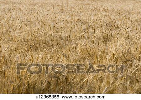 Stock Photography - Wheat crop in a field. Fotosearch