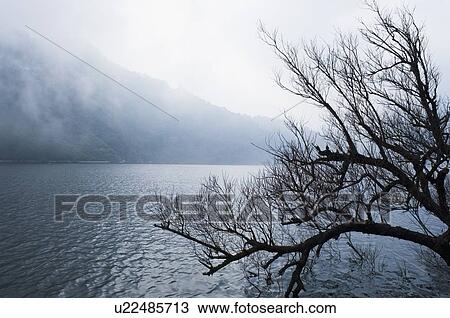 Stock Image - Bare tree overlooking a lake. Fotosearch