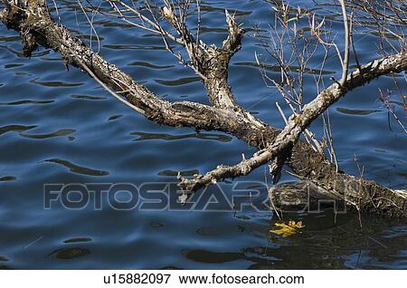 Stock Photo - Bare tree overlooking a lake. Fotosearch