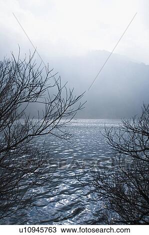 Stock Image - Bare trees overlooking a lake. Fotosearch