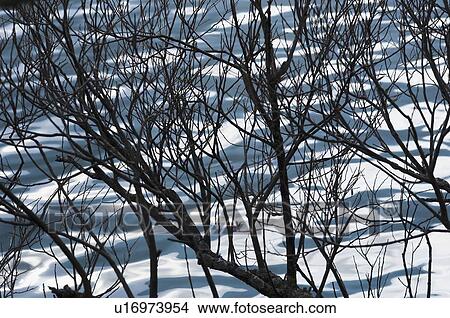Branches of a bare tree overlooking the lake View Large Photo Image Picture - Branches of a bare tree overlooking the lake. Fotosearch