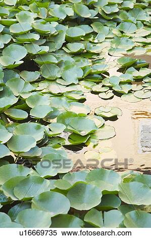Stock Photography - Close-up of lily pads in a pond. Fotosearch