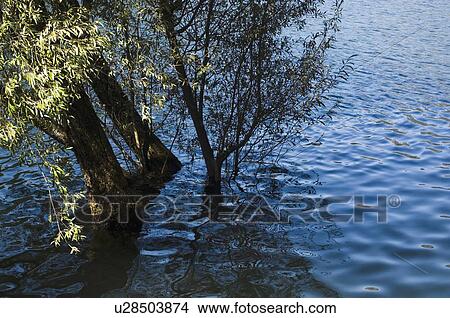 Picture - High angle view of a tree in a lake. Fotosearch
