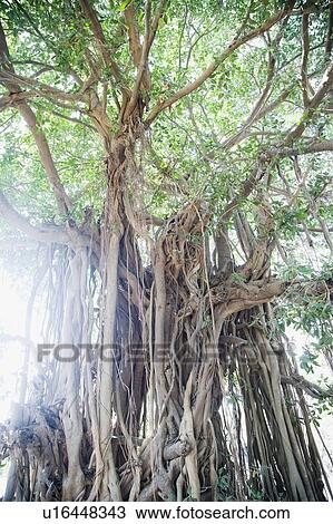 Stock Image - Low angle view of an old Banyan tree. Fotosearch