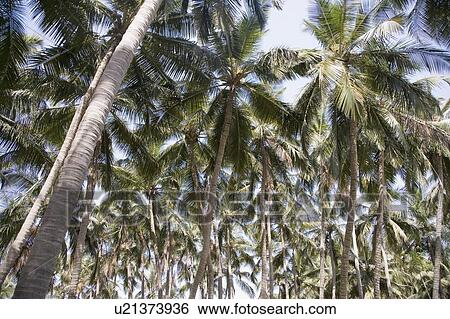 Stock Photograph - Low angle view of palm trees. Fotosearch