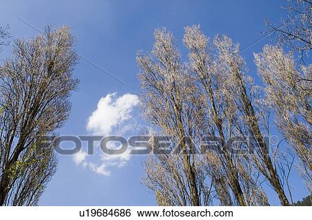 Low angle view of tall trees View Large Photo Image Stock Photograph - Low angle view of tall trees. Fotosearch