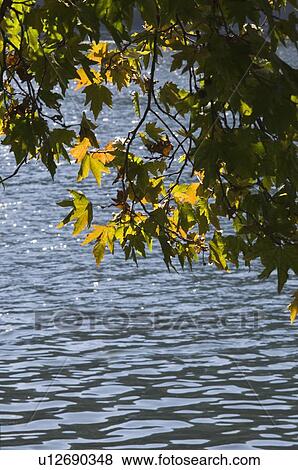Stock Photo - Tree branch overlooking a lake. Fotosearch