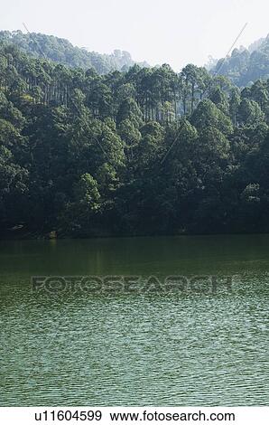 Stock Photo - Trees overlooking a lake. Fotosearch